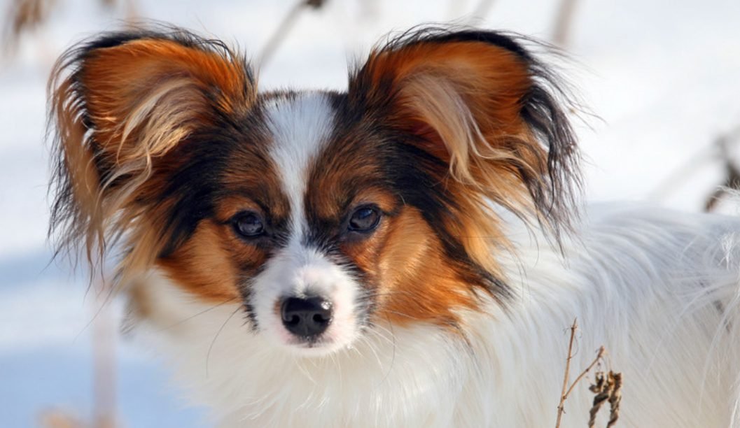 Papillon Dog Rear The Ultimate Guide of Papillon Dog Breed - Dog Life Tales – Your ...